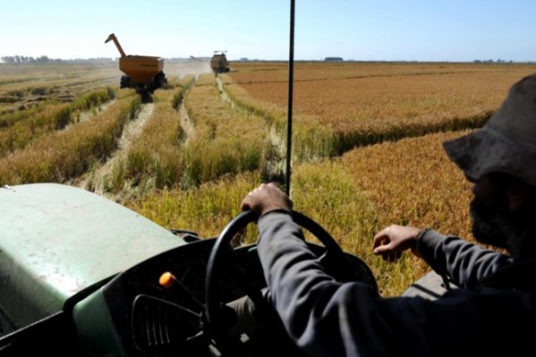  Arroceros y molinos no lograron avances en el precio definitivo del arroz