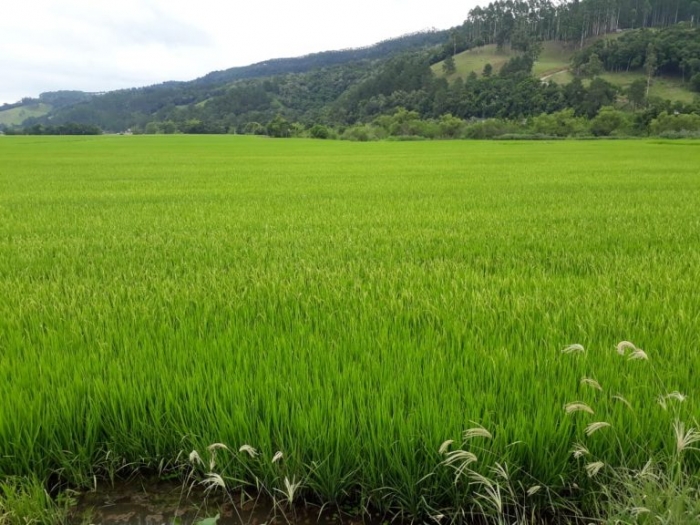  Semeadura do arroz está encerrada no Rio Grande do Sul