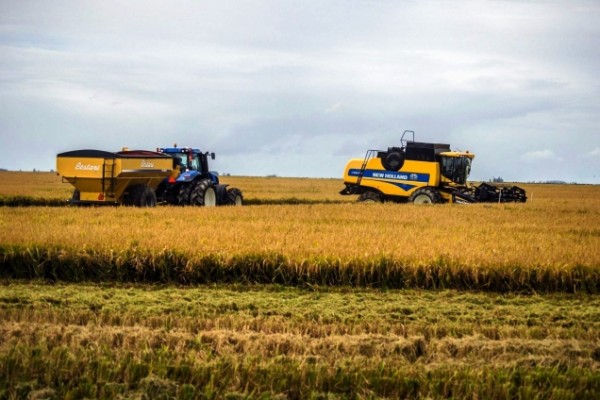  MGAP: rinde en soja en 2.000 kilos por hectárea y de arroz en 8.500