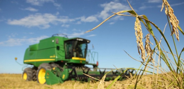  Arroz uruguayo apunta a mercados de elite