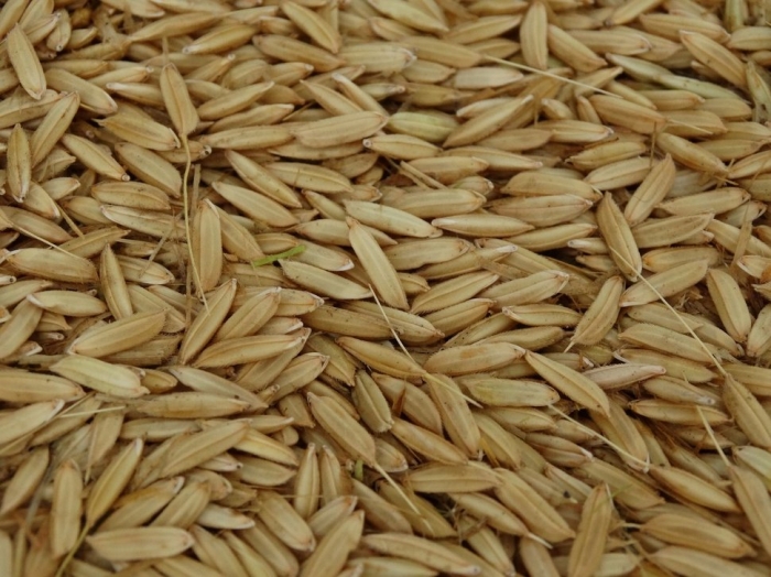  El arroz uruguayo arrancó bien, aunque Brasil le pisa los talones