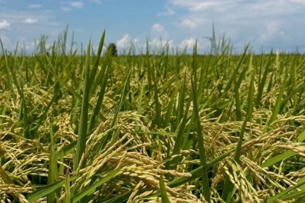  Atualização do mercado de arroz: todos os olhos na nova colheita
