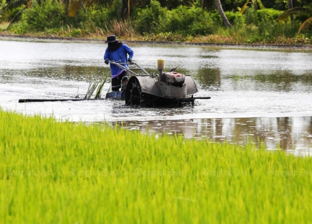  Garantias de preço do arroz inalteradas na Tailândia