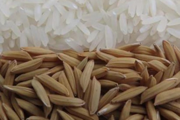  Epagri lança licitações para contratar produtores de sementes de arroz
