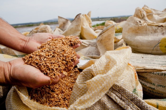  Cadeia produtiva do arroz enfrenta crise com ótimos resultados