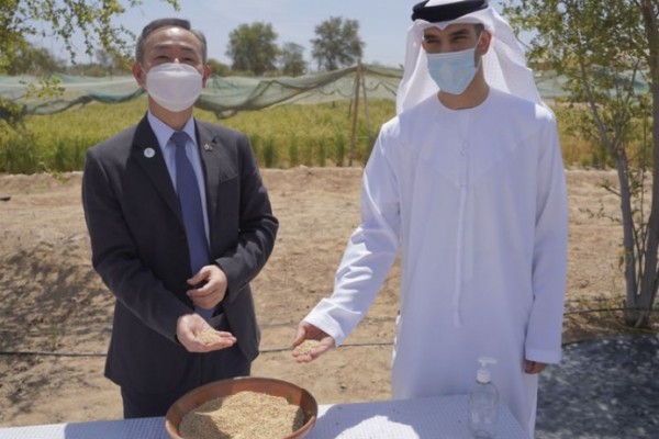  Emirados Árabes Unidos se preparam para a segunda execução do projeto local de cultivo de arroz