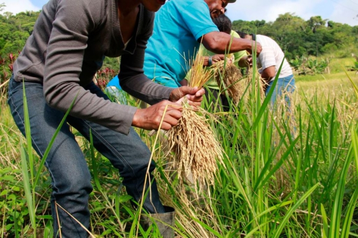  Zarc para arroz tropical irrigado traz nova perspectiva para o seguro agrícola