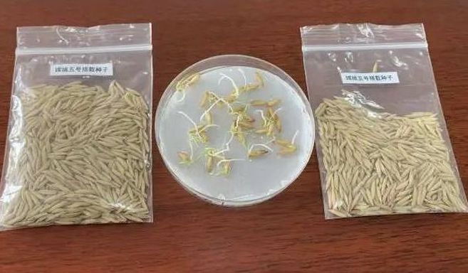  China apresenta sementes de arroz brotadas em cultivo aeroespacial na Lua