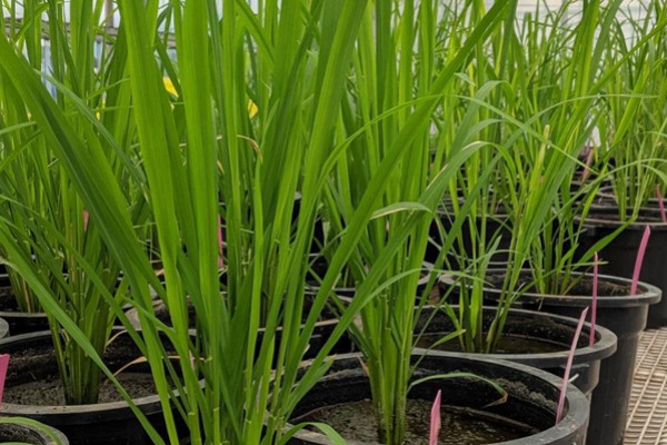  Folha bandeira pode ajudar a completar o desempenho fotossintético em arroz