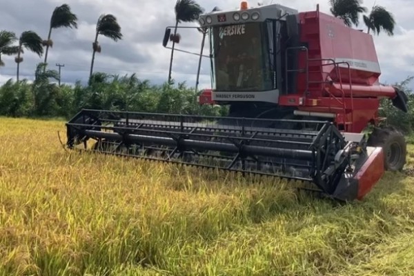  Santa Catarina já colhe arroz da safra 2020/21