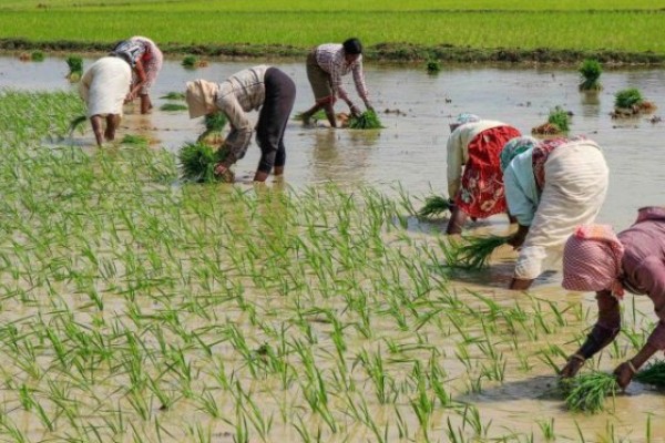  Agricultores de arroz da Índia aumentarão o plantio após um início atrasado
