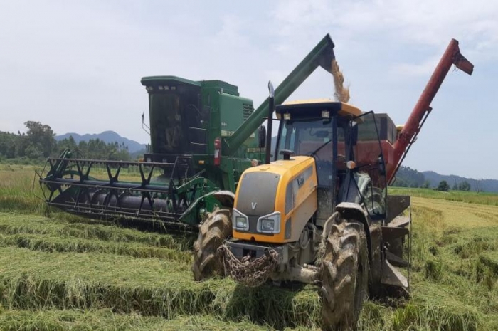  Agricultores de Itajaí iniciam colheita do arroz