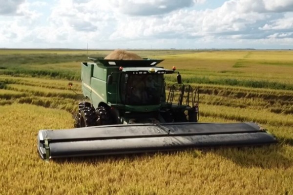 EUA: Apesar da ampla oferta, preços do arroz permanecem acima do esperado