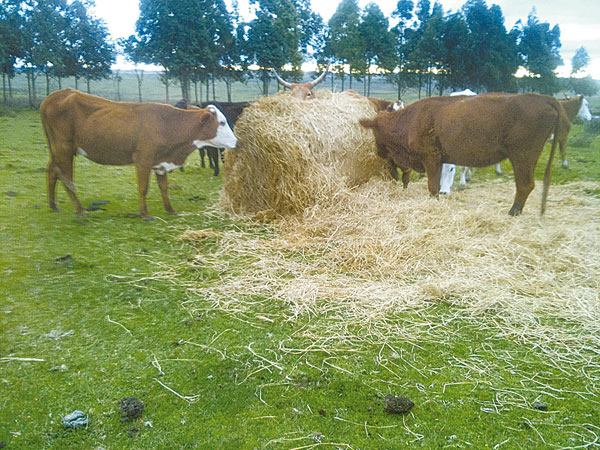  Palha de arroz usada para alimentar o gado