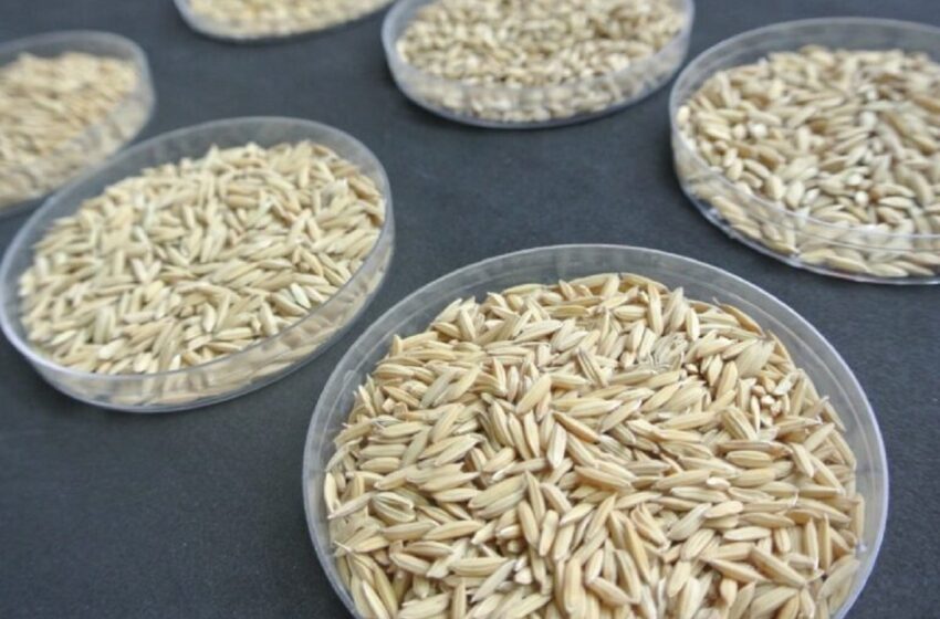  El arroz ya siente los efectos del estrés por el cambio climático