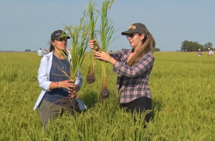  Comer arroz na Argentina é muito mais caro que no Brasil, mas os produtores de arroz cobram quase o mesmo