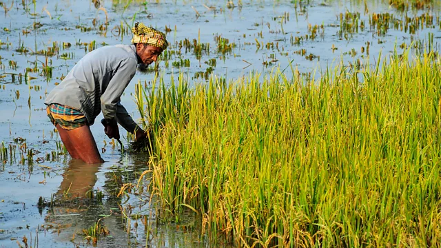 Preços do arroz na Índia estendem declínio
