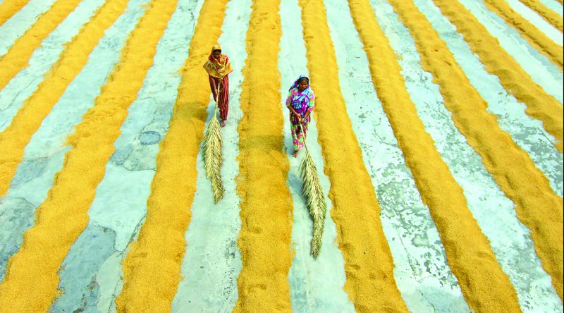 Avanço em área e produtividade do arroz marca o ciclo 2024/25 no mundo