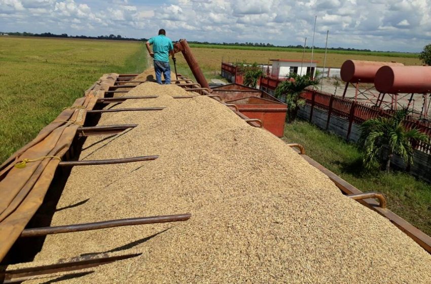  Leilões de contratos de opção de arroz negociaram 560 contratos