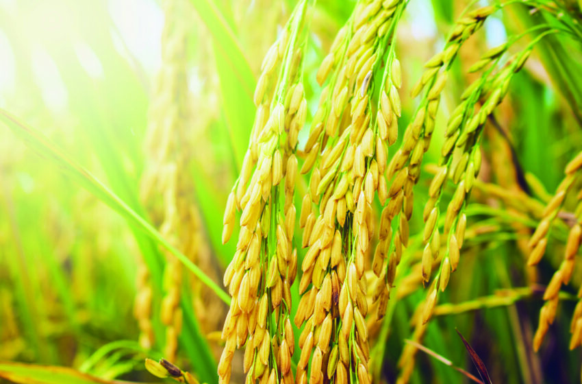  Estratégias para controle de gramíneas  em arroz: novas alternativas