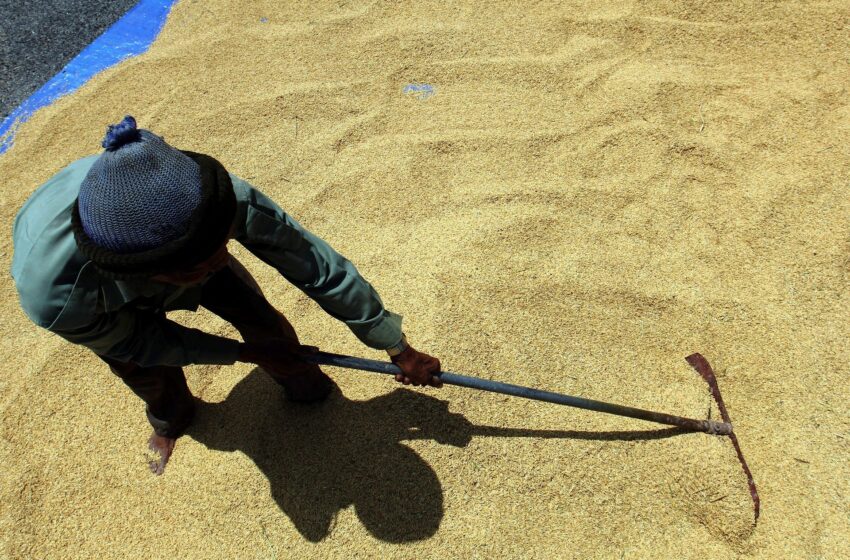  Índia prorroga indefinidamente a taxa de 20% sobre exportação do arroz parboilizado