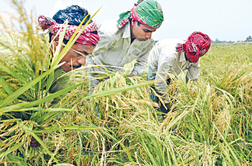  Bangladesh: Aumento de 25% na produção de arroz até 2050