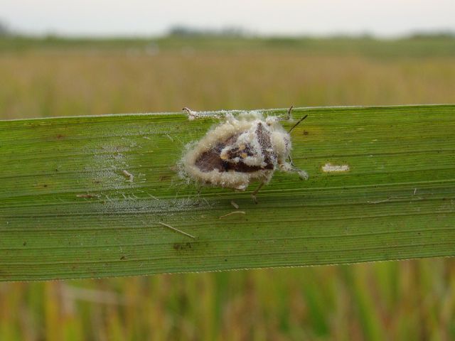  Fungo pode ser primeiro bioinsumo para controle biológico do percevejo em arroz de SC