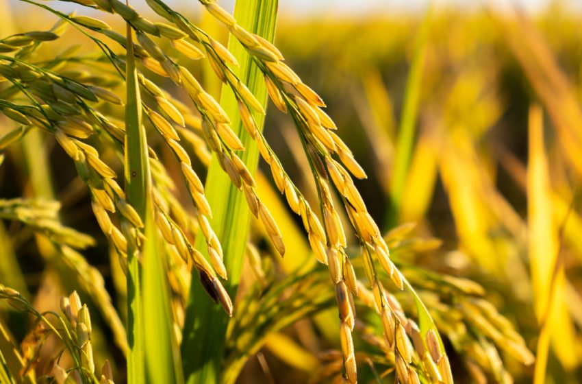 Rentabilidade do arroz segue comprometida, aponta relatório do Cepea