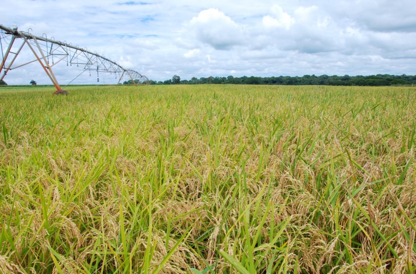 Fórum Nacional do Arroz de Terras Altas ocorrerá em Goiânia