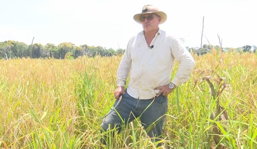 Roraima: produtor rural aposta no cultivo de arroz sequeiro