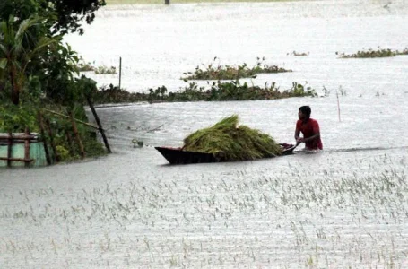 Agricultor salva algumas plantas de arroz em campo inundado em Bangladesh