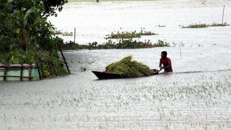  Inundações destroem 1,1 milhão de toneladas de arroz em Bangladesh