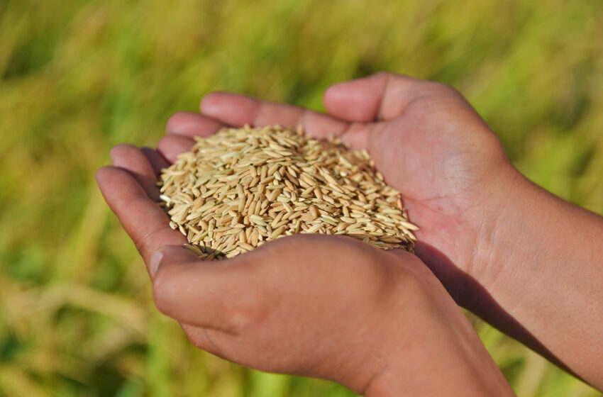  Índia revê preço mínimo para exportações de arroz basmati