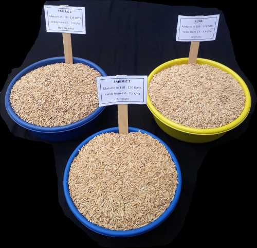  Estudo identifica conjunto de elite de genótipos de arroz tolerantes à salinidade