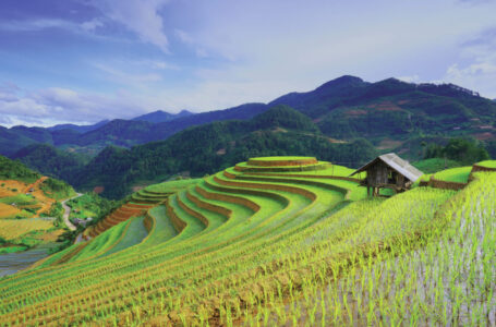 Terraços de arroz na Ásia (Foto: Adobe)