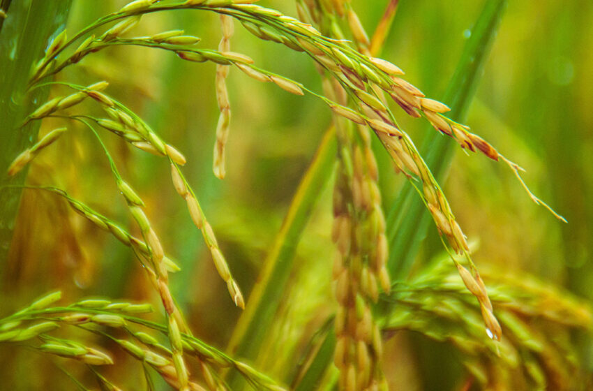 Preços de exportação de arroz sobem ainda mais na Tailândia e Vietnã