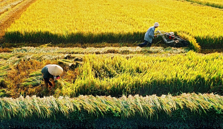  Os preços do arroz no Vietnã caem, mas seguem os mais caros da Ásia