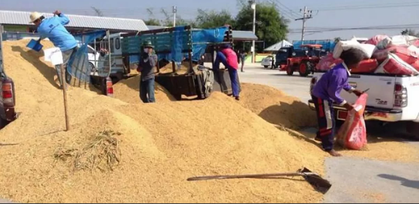  A Tailândia apresenta previsões tímidas para as exportações de arroz em 2026