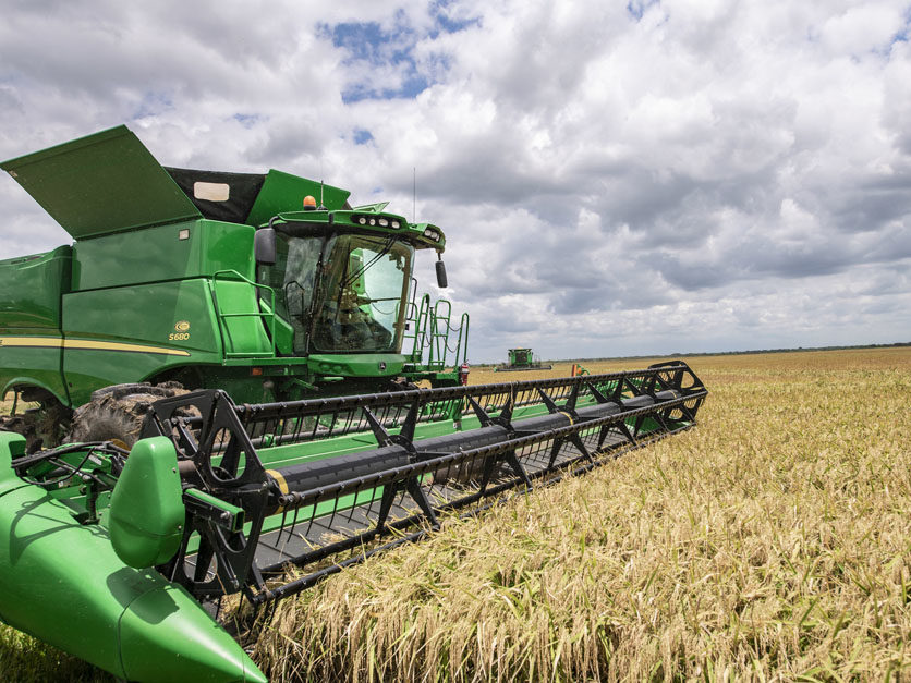 Irga Rice Irga prevê área 7,5% maior com arroz na safra gaúcha 2023/24 - Planeta ...