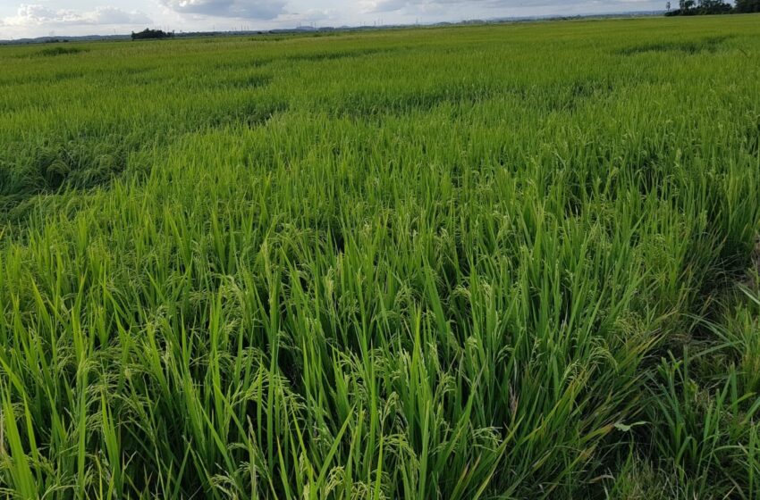  Agenda global amplia espaço para o arroz pré-germinado