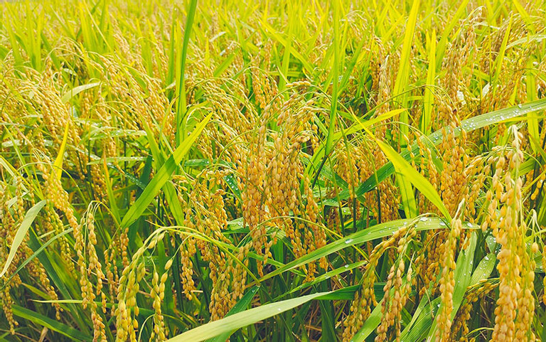  Marca de arroz do Vietnã mantém posição firme no mercado global