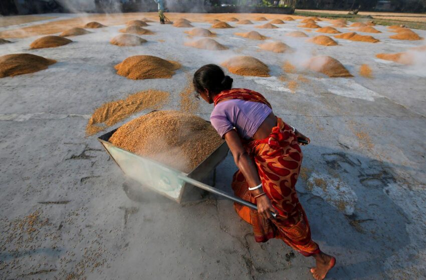  O arroz é a única coisa que evita uma crise alimentar global