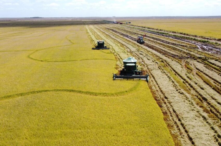  USDA atualiza estimativa para nova safra argentina em 1,275 milhão de toneladas