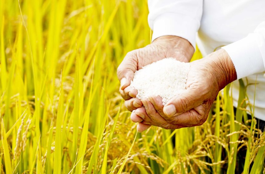 Governo Federal conta com o Piauí para reduzir preço do arroz no Brasil