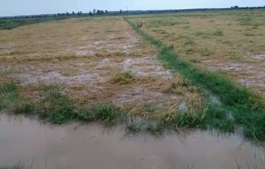  Chuvas causam alagamentos e perda de safra de arroz em Sergipe