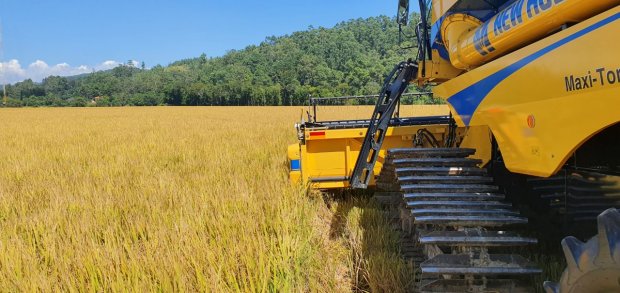  Safra 2021/22 encerra com redução de 8,4% na produção de arroz