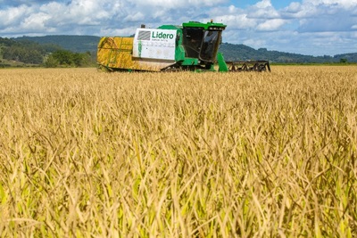  Proteção de cultivos e rotação arroz x soja é tema da BASF na Abertura Oficial da Colheita