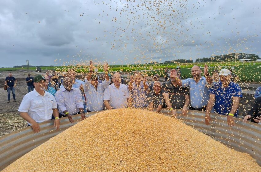  Colheita do milho foi oficialmente aberta no Estado