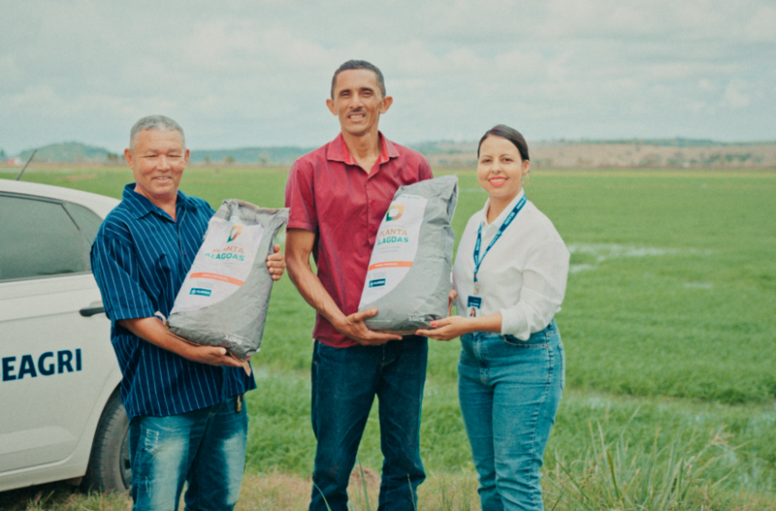  Alagoas: Secretaria de Agricultura apresenta resultados do Alagoas Mais Arroz