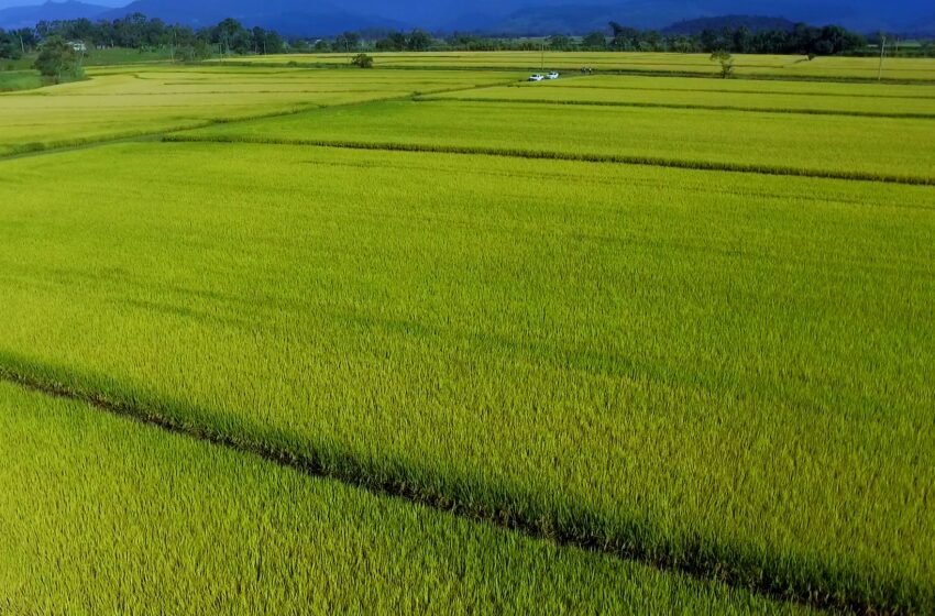  Cooperja multiplica nova cultivar de arroz lançamento da Epagri: SCS125